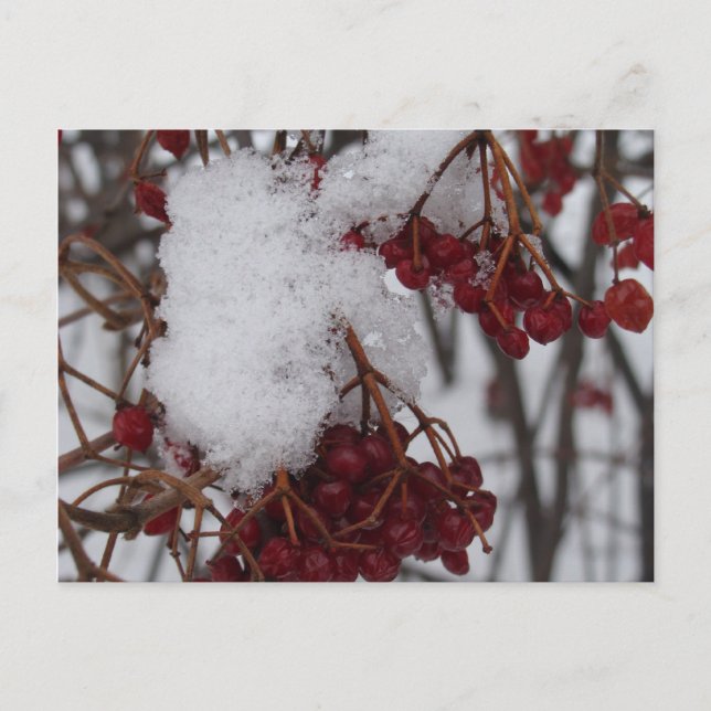 Cartão Postal De Festividades Holiday Postcard Red Berries and Snow (Frente)