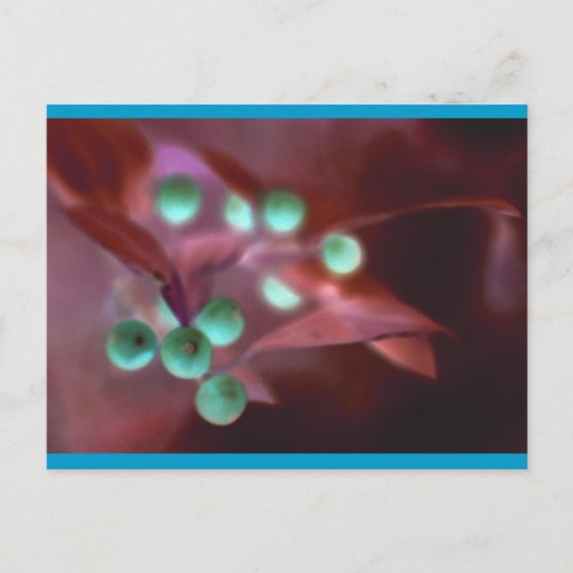 Cartão Postal De Festividades Holly (Frente)