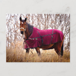 Cartão Postal De Festividades Horse in Burgundy Blanket Autumn Nature Postcard