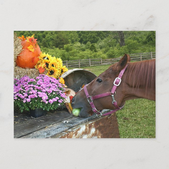 Cartão Postal De Festividades Horse Thanksgiving (Frente)