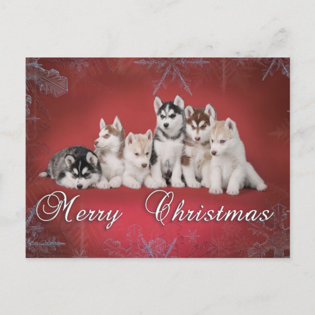 Cartão Postal De Festividades Husky christmas (Frente)