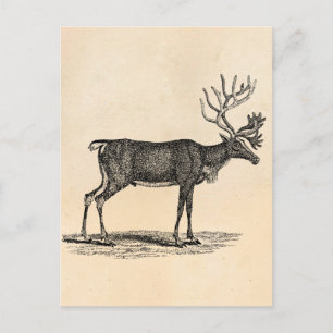 Cartão Postal De Festividades Ilustração de Reindeer Vintage - Natal de 1800