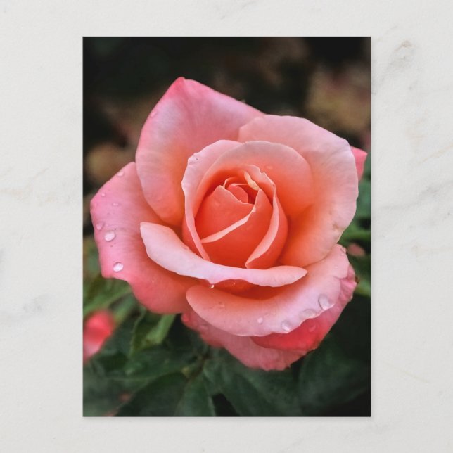 Cartão Postal De Festividades Impressão de Arte Botânica Rosa Romântica (Frente)