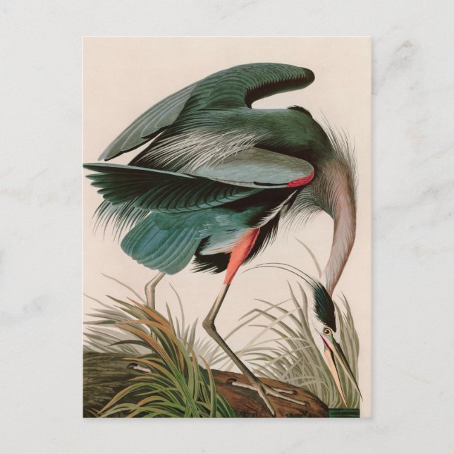 Cartão Postal De Festividades Impressão de excelente de Audubon, Aves Azuis- da  (Frente)