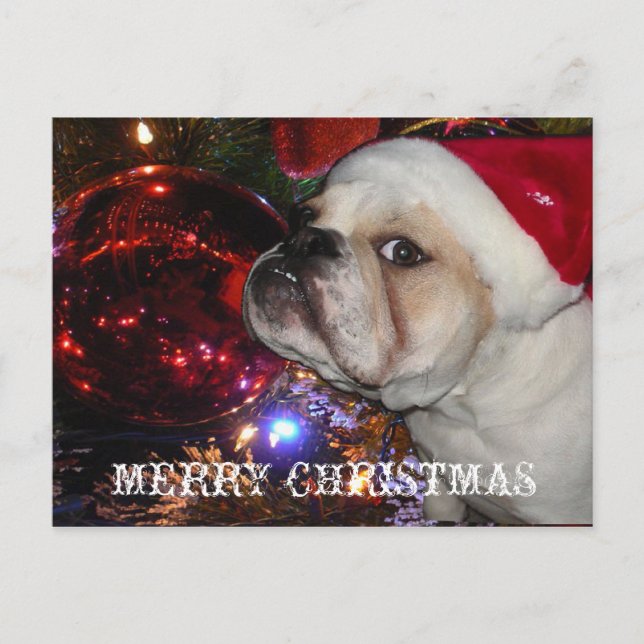 Cartão Postal De Festividades Inglês Buldogue Christmas (Frente)