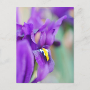 Cartão Postal De Festividades Íris Flor Magnet