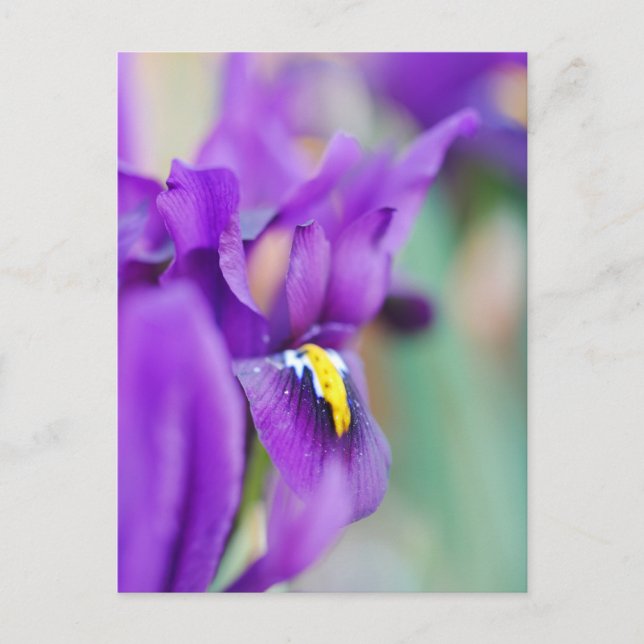 Cartão Postal De Festividades Íris Flor Magnet (Frente)