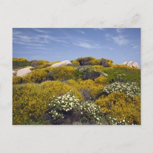 Cartão Postal De Festividades Italy, Sardinia, Santa Teresa Gallura. Capo 3