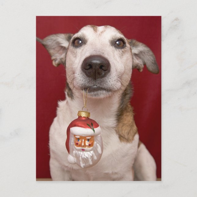 Cartão Postal De Festividades Jack Russell Terrier Holding Christmas Ornament (Frente)