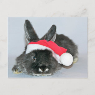 Cartão Postal De Festividades Jovens coelhos de Natal