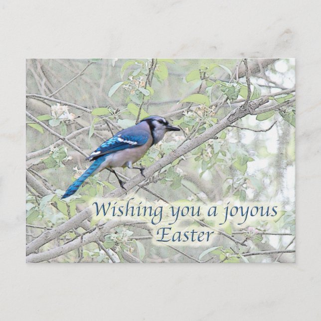 Cartão Postal De Festividades Joyous Páscoa Blue Jay Songbird (Frente)
