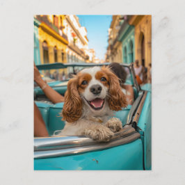 Cartão Postal De Festividades King Charles Cocker Spaniel Takes Selfies in Cuba