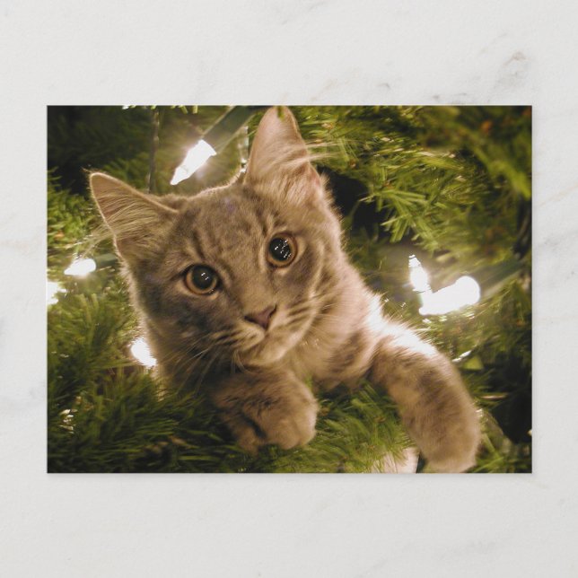 Cartão Postal De Festividades Kitten na Árvore de Natal - Personalizável (Frente)