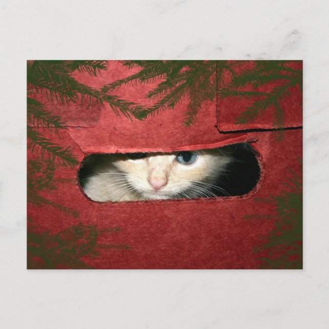 Cartão Postal De Festividades Kitten na caixa de Natal (Frente)