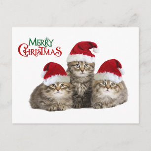 Cartão Postal De Festividades Kittens Natal