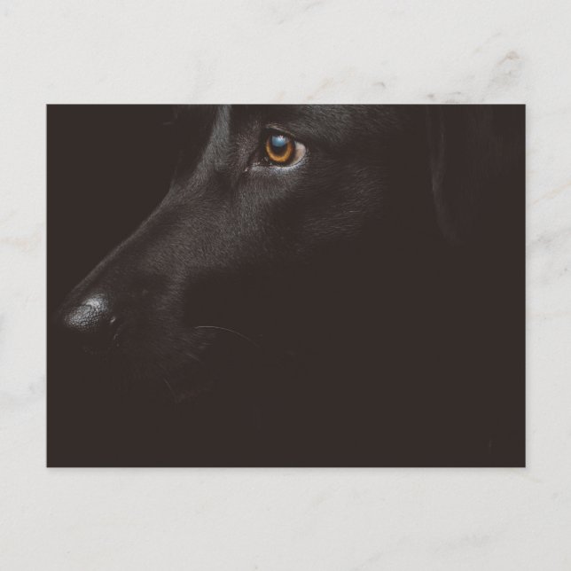 Cartão Postal De Festividades laboratório negro (Frente)