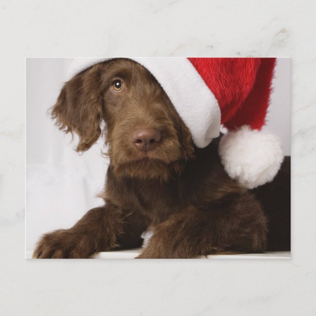 Cartão Postal De Festividades Labradoodle wearing a Santa hat (Frente)