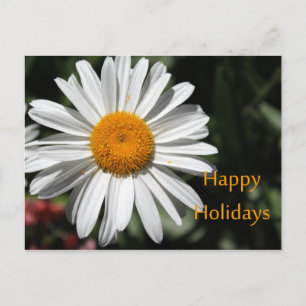 Cartão Postal De Festividades Linda flor branca margarida feliz feriados florais