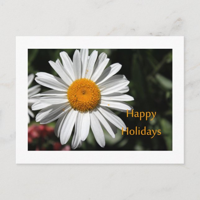 Cartão Postal De Festividades Linda flor branca margarida feliz feriados florais (Frente)