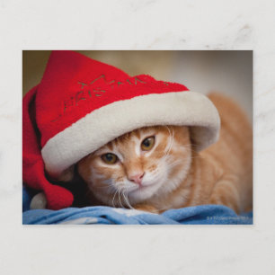 Cartão Postal De Festividades Little Kitten in Red Christmas Hat