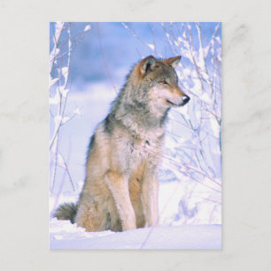 Cartão Postal De Festividades Lobo de Madeira Sentado em Neve