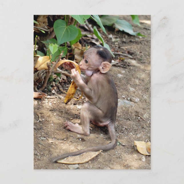 Cartão Postal De Festividades Macaco-Bebê (Frente)