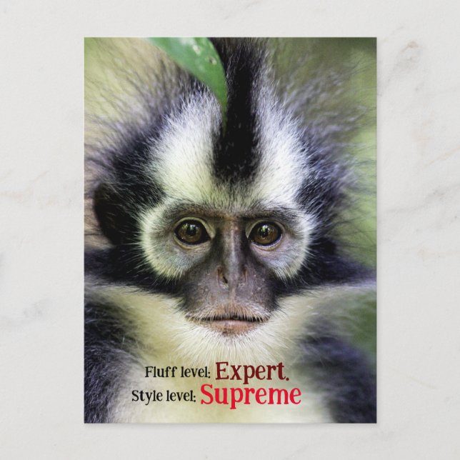 Cartão Postal De Festividades Macaco Fluffy Thomas Leaf (Frente)