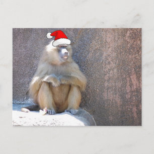 Cartão Postal De Festividades Macacos e babuínos de Natal