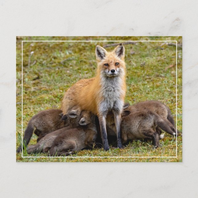 Cartão Postal De Festividades Mãe, como... (Frente)