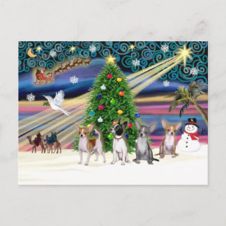Cartão Postal De Festividades Mágica de Natal-Chihuahuas (quatro)