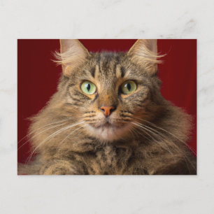 Cartão Postal De Festividades Maine Coon para o Natal com colecionador