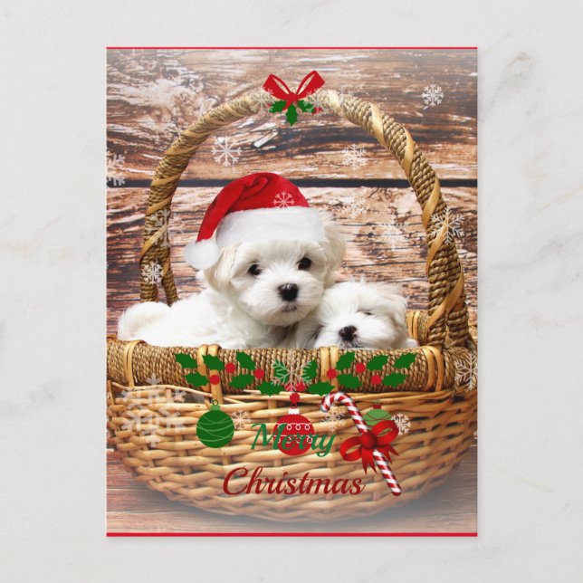 Cartão Postal De Festividades Maltês: Puppies in a Basket Holiday Postcard (Frente)