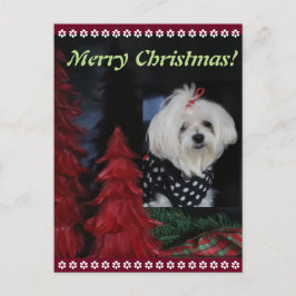 Cartão Postal De Festividades Maltese Christmas