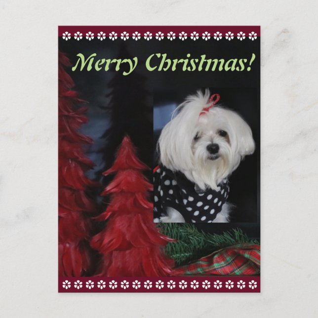 Cartão Postal De Festividades Maltese Christmas (Frente)