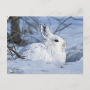 Cartão Postal De Festividades Meia-Neve Descansando em Neve