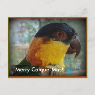 Cartão Postal De Festividades Merry Caique-Mas! Postcard