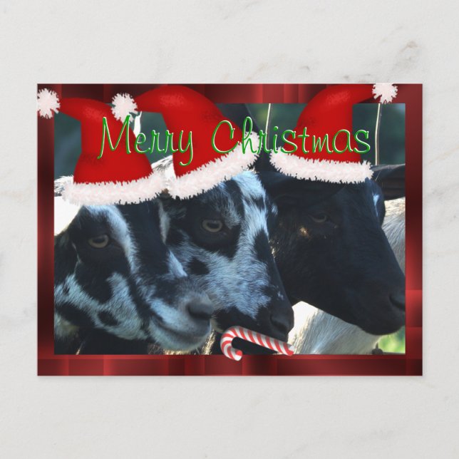 Cartão Postal De Festividades Merry Christmas Goat Postcard- customize (Frente)