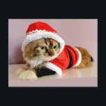 Cartão Postal De Festividades Merry Christmas kitty cat Santa suit<br><div class="desc">Merry Christmas kitty cat Santa suit</div>