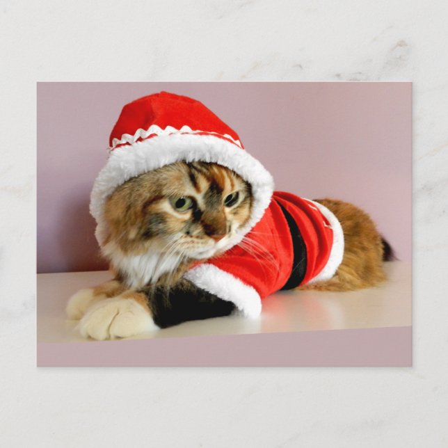 Cartão Postal De Festividades Merry Christmas kitty cat Santa suit (Frente)