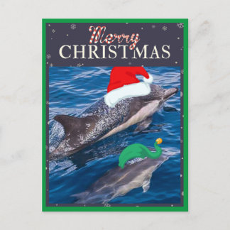 Cartão Postal De Festividades Merry Christmas Mom and Baby Dolphin postcard
