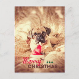 Cartão Postal De Festividades Merry Christmas Pug