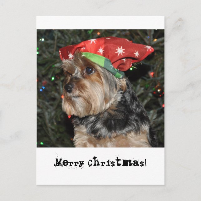 Cartão Postal De Festividades Merry Christmas Yorkshire Terrier Postcard Card (Frente)