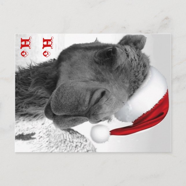 Cartão Postal De Festividades Merry Humpin' Christmas Camel Claus (Frente)