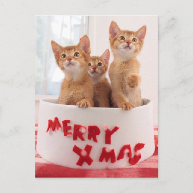 Cartão Postal De Festividades Merry Xmas Kitties (Frente)