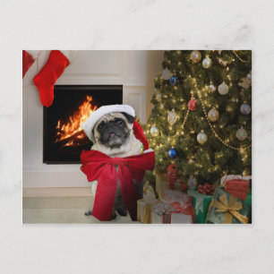 Cartão Postal De Festividades Misha pug wearing a bow for the Christmas holiday.