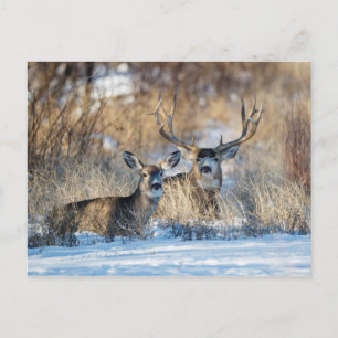 Cartão Postal De Festividades Mule Deer Resting in Snowy Grass