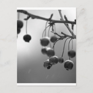 Cartão Postal De Festividades Na moda Black + White Christmas Berries