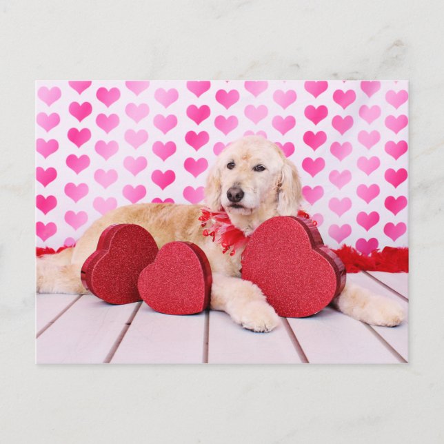 Cartão Postal De Festividades Namorados - GoldenDoodle - Maggie (Frente)