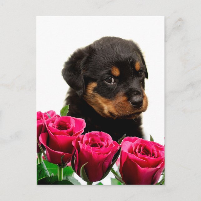 Cartão Postal De Festividades Namorados Rosa Rottweiler (Frente)