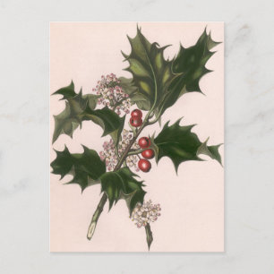 Cartão Postal De Festividades Natais vintages, Holly Plant com Red Berries